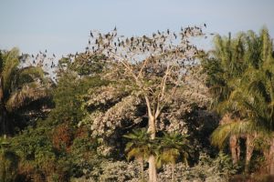 Der Baum ist weiss von der Vogelscheisse!